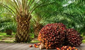 Nidu Palm Oil